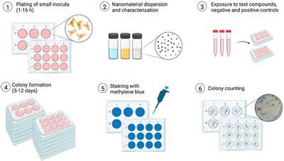 colony formation assay protocol pdf